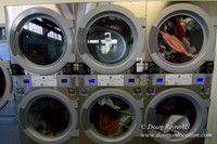 Spin Laundry-2709