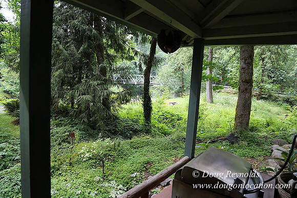 Small, Cabin, Home, River, OR, Oregon, Green, Yard,