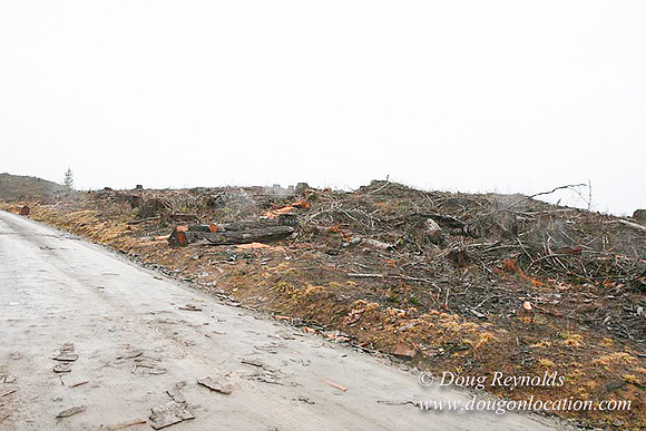 WC Clear Cut 2010-7828
