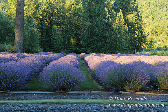 Bob's Lavender-8692