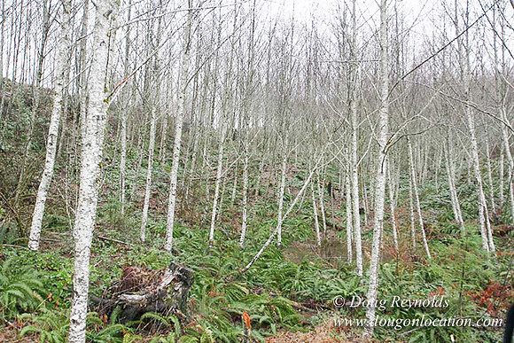 WC Clear Cut 2010-7845