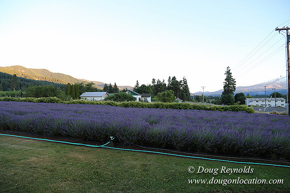 Bob's Lavender-8762