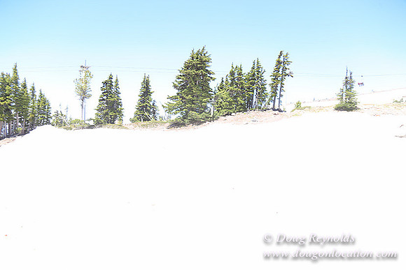 Timber Line-5355