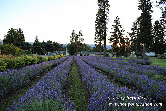 Bob's Lavender-8734