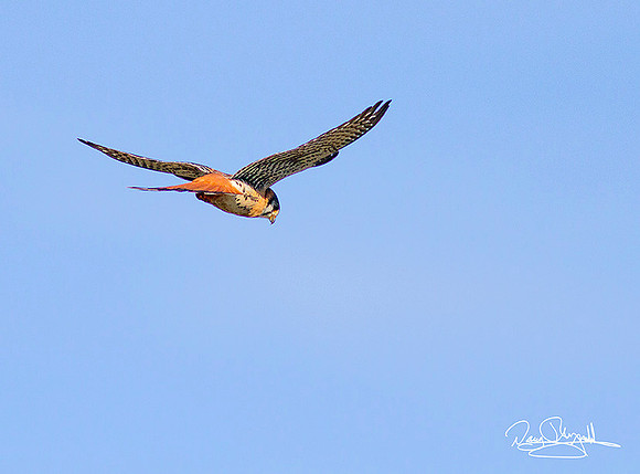 Kestrel