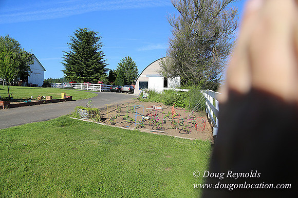 "2 Barns", "2 car garage", "40+ Acres", "PDX Zone", Pool, "White Fence", cows, "farm House", "rap around dive", "well maintained"