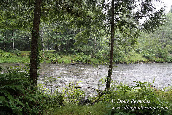 Small, Cabin, Home, River, OR, Oregon, Green, Yard,