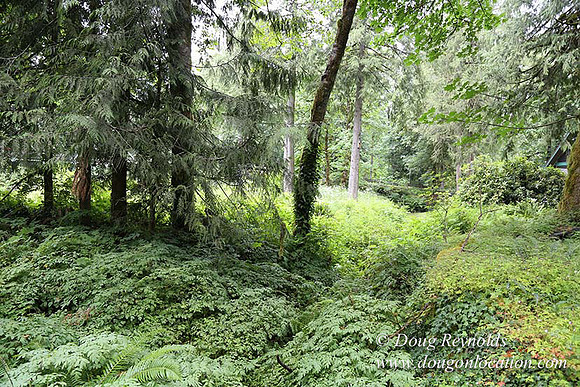 Small, Cabin, Home, River, OR, Oregon, Green, Yard,