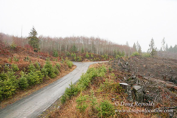 WC Clear Cut 2010-7855