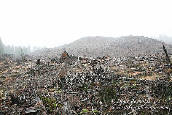 WC Clear Cut 2010-7865