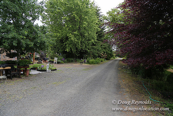 Shere's Garden Flowers & produce