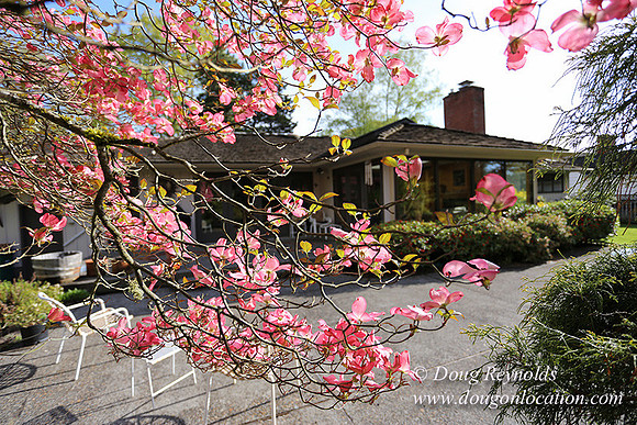 Mid Century Traditional Style Home, With a Basement, 2 car garage average sized Back Yard with Patio