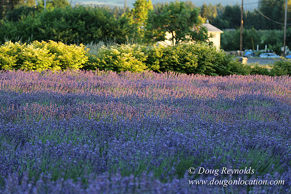 Bob's Lavender-8713