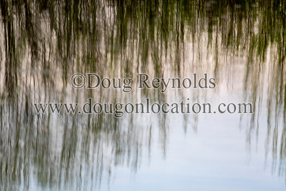 Water reflection Trees