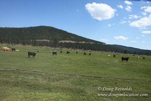 Ranch 18 South side of Hwy  has 2500 Acres of green fields Creeks water crossing Bridges on a Large Lake and miles of Dirt roads Oak trees  Forest land ATV Trails cows