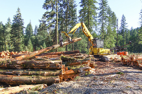 Craig Logging-3181