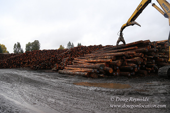 Saw Mill and Lumber Yard