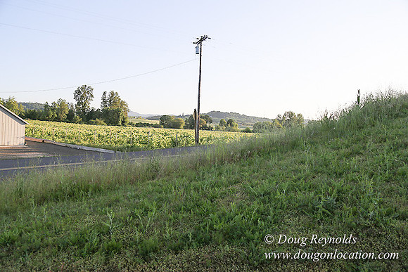 Shaw Tool & Grape-7202