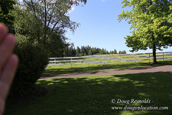 "2 Barns", "2 car garage", "40+ Acres", "PDX Zone", Pool, "White Fence", cows, "farm House", "rap around dive", "well maintained"