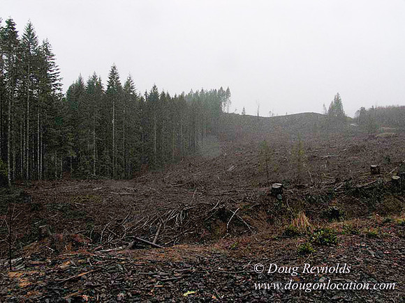 WC Clear Cut 2010-7795