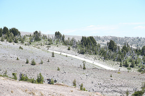 Timber Line-5549