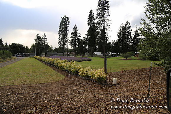 Lavender revisited-9097