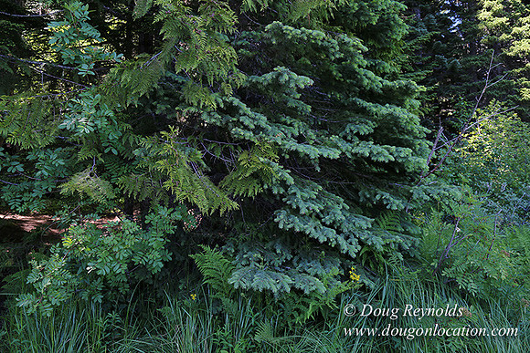 Trillium Lake-32003672