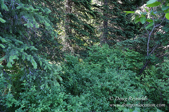 Trillium Lake-32003649