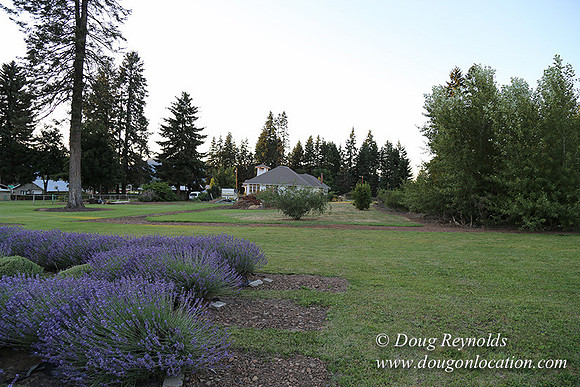 Bob's Lavender-8737