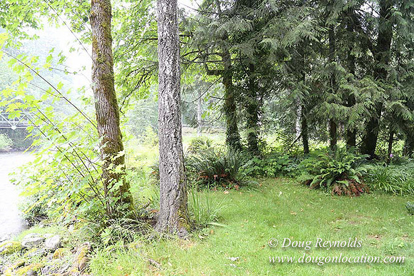Small, Cabin, Home, River, OR, Oregon, Green, Yard,