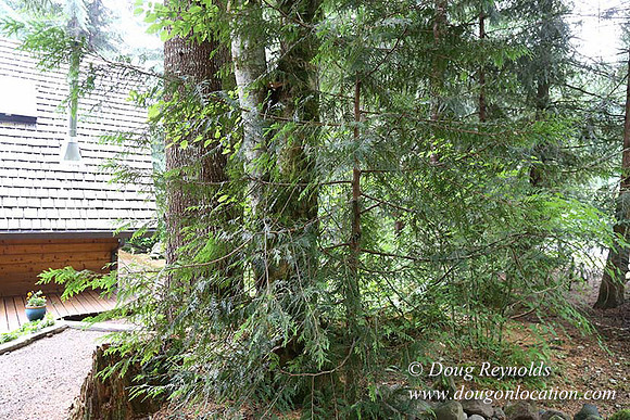 Gary's Cabin-7602