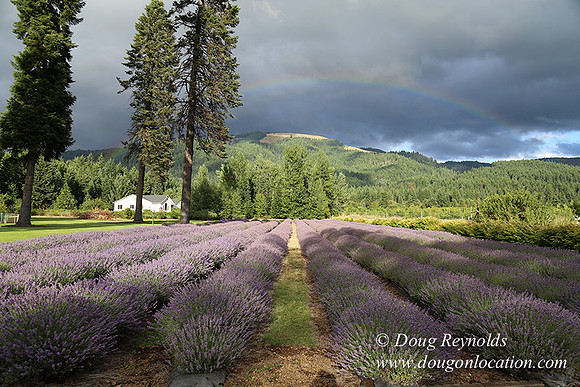 Lavender revisited-9064