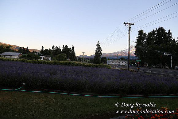 Bob's Lavender-8764