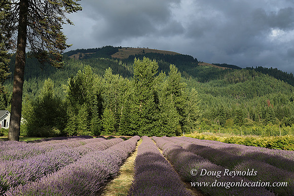 Lavender revisited-9071