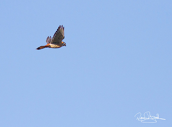 Kestrel