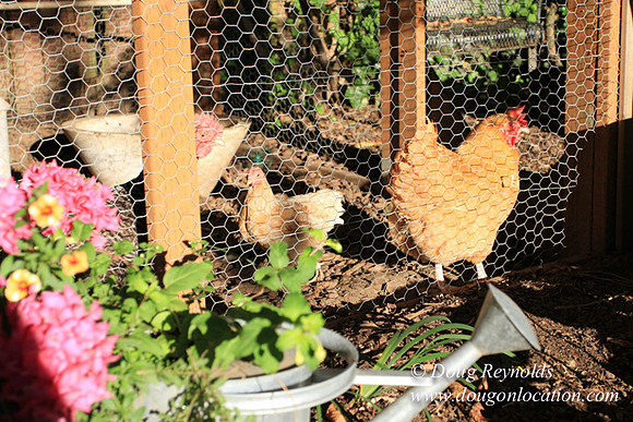 Home" Bungalow, Bee's Back yard Chickens, Small,