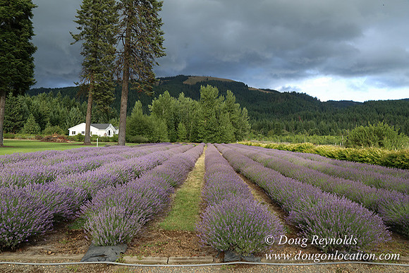 Lavender revisited-9053