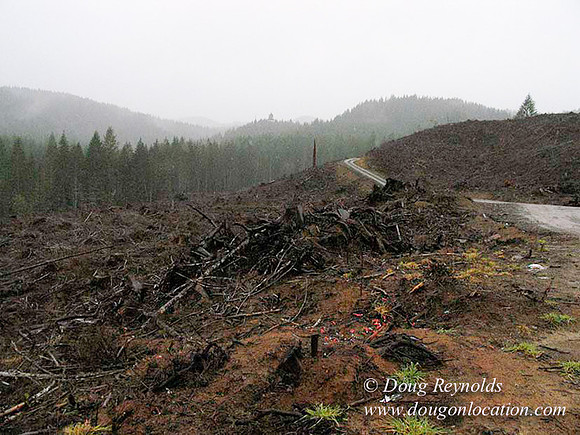 WC Clear Cut 2010-7787