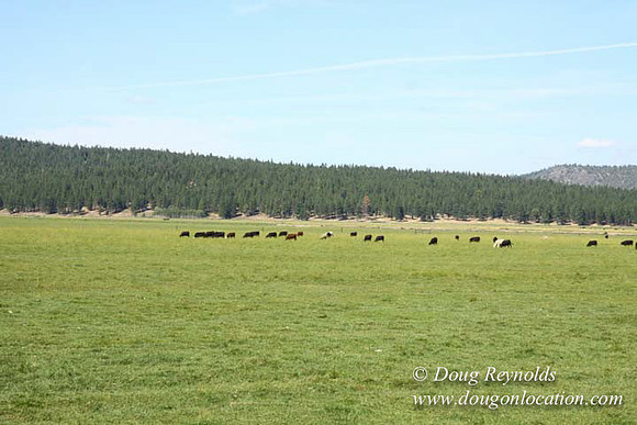 Ranch 18 South side of Hwy  has 2500 Acres of green fields Creeks water crossing Bridges on a Large Lake and miles of Dirt roads Oak trees  Forest land ATV Trails cows