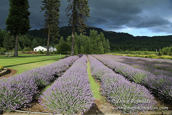 Lavender revisited-9055