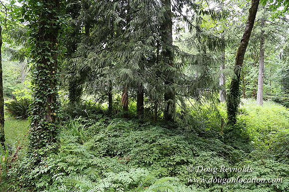 Small, Cabin, Home, River, OR, Oregon, Green, Yard,