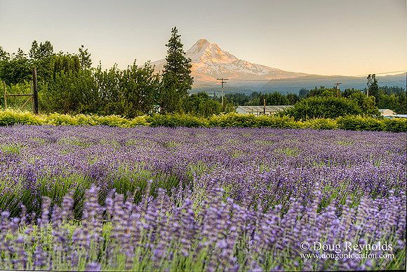Bob's Lavender