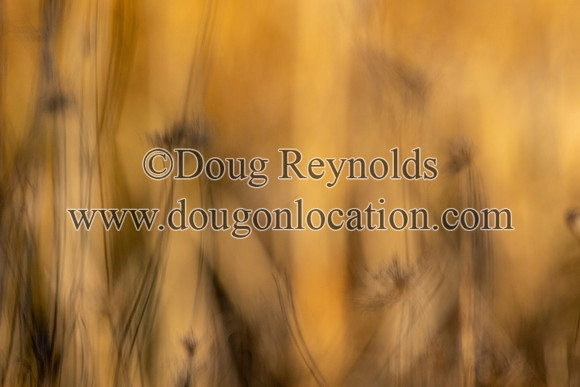 Blured marsh Grass Sunset