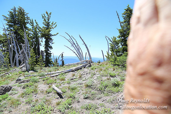 Timber Line-5568