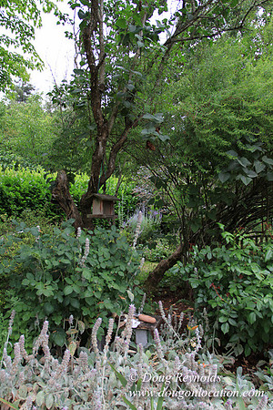 Laura’s Home This is a Portland Bungalow Style small home with a average sized and interesting back yard, nice garden with bee hive’s