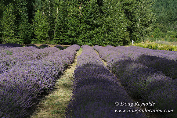 Lavender revisited-9072