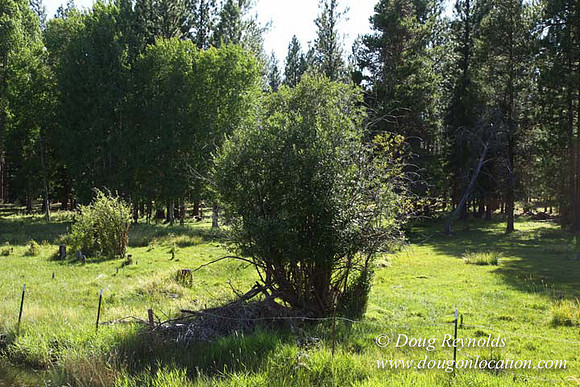 Ranch 18 South side of Hwy  has 2500 Acres of green fields Creeks water crossing Bridges on a Large Lake and miles of Dirt roads Oak trees  Forest land ATV Trails cows