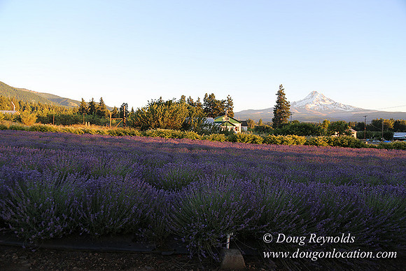 Bob's Lavender-8716