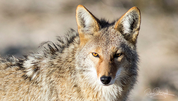 Coyote