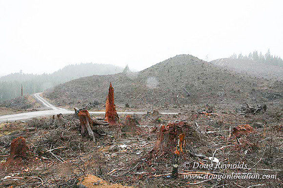 WC Clear Cut 2010-7802